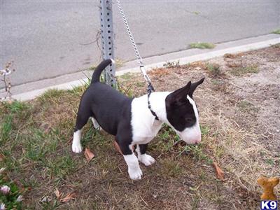 Bull Terrier Puppies for Sale